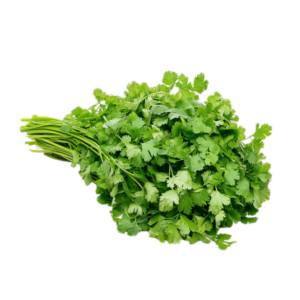 Herb – Cilantro