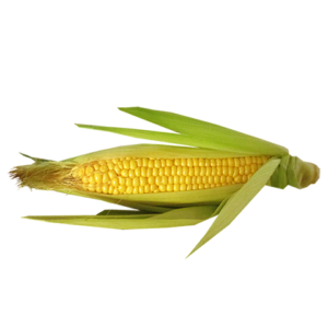 Corn, Bi-Colour