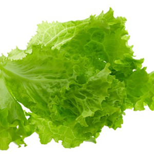 Lettuce, Green Leaf