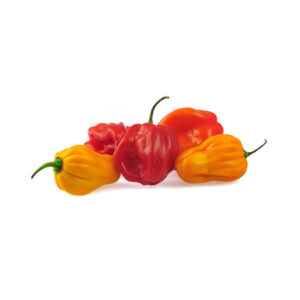 Pepper, Scotch Bonnet