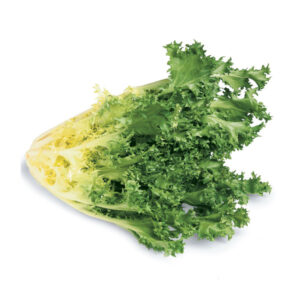 Curly Endive